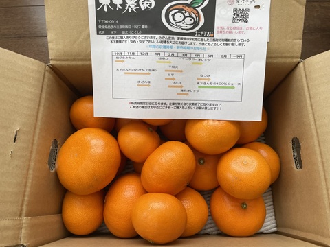 農園自慢のせとか『家庭用3キロ』