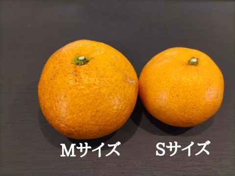 《農薬不使用》ギュッと濃厚！完熟みかん(ご自宅用・5kg)