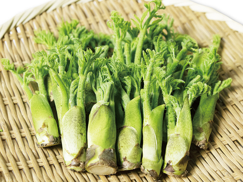 【2月21日頃から発送】タラの芽 300g (100g×3)  真ダラ 西根の森 数量限定 収穫直後の新鮮なタラの芽をお届け