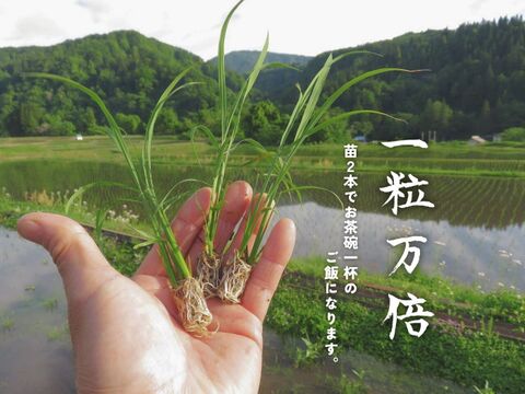 【農家直販！】令和7年産 魚沼産こしひかり玄米30kg