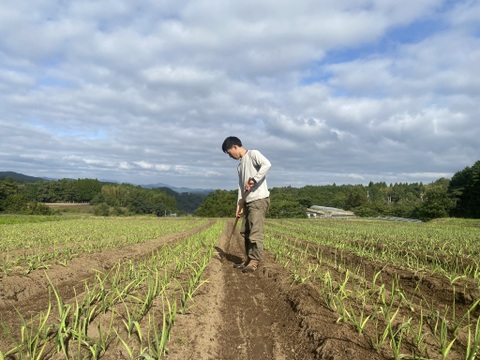 クラフトにんにく｜3㎏｜📍大分県臼杵市