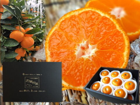 【夏ギフト】【お中元】とろける甘さのハウスみかん！果汁たっぷり！冷蔵庫で冷やしてやみつき！ネットで話題の「蜜ツ星（みつぼし）」　黒化粧箱(大)　Ｌサイズ　秀品　１８玉入　【商品番号09】「熨斗対応可」