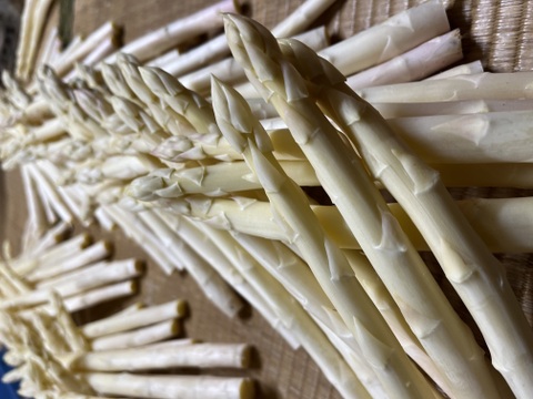 香川県産ホワイトアスパラ「さぬきのめざめ」Mサイズ1キロ