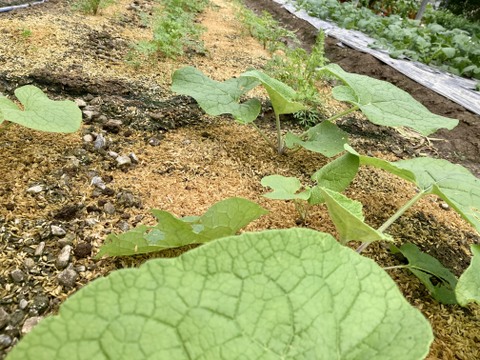 【冬ギフト】おまかせ季節の野菜セット【7品目】【熨斗対応可】＃栽培期間中農薬・化学肥料不使用