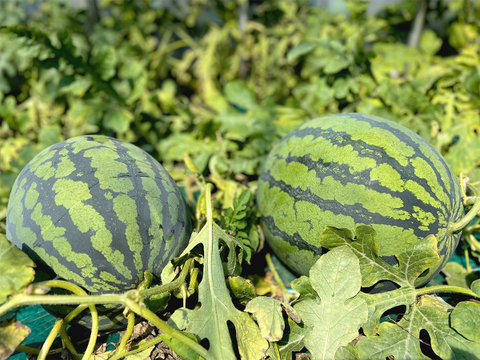 【金色羅皇】幻の話題の🍉贅沢な甘さの黄色い大玉スイカ(大)1個