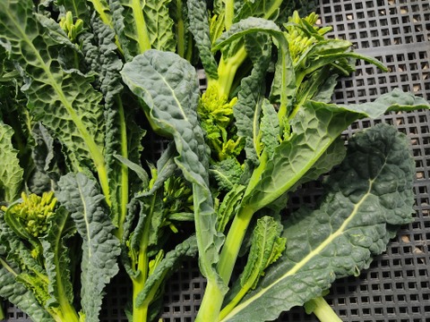 ✨【今だけのご馳走】黒キャベツの親子セット（ベビーネロ（花芽）＋カーボロネロの葉セット）｜食感も味も2度おいしいイタリア野菜✨農薬・化成肥料不使用