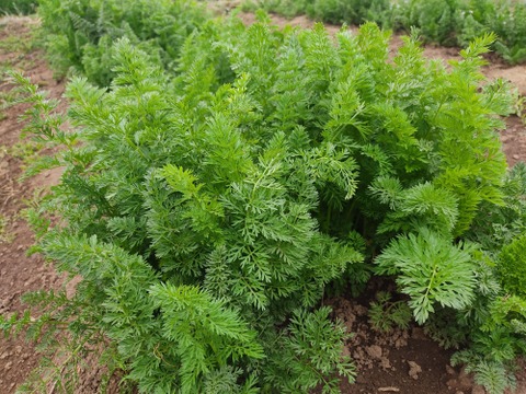 ✨香り高い栄養満点！摘みたて「葉ニンジン」約500g（根付き・根なし混在）｜農薬・化成肥料不使用✨