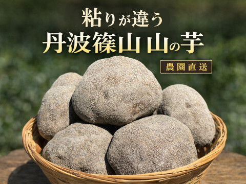 【R8年産 先行予約開始】丹波篠山産 山の芋 3kg 粘りが違う本場の味 とろろ最高級 山芋 家庭用 サイズお任せ 農家直送 家庭用 きりいも  大和芋 つくね芋 山芋 栄養満点 とろろ芋