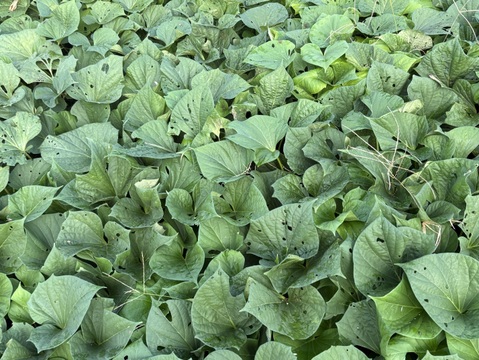 【希少さつまいも】しっとりあまはづき！ホクホク栗かぐや　食べ比べ（3～４種）