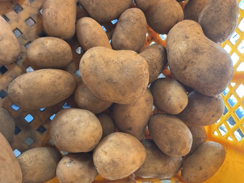 メークイン　70グラム前後小玉　1キロ