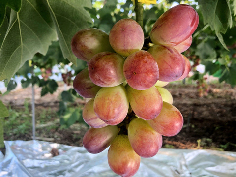 「数量限定」 粒ぷりっぷり食感！果汁が溢れ出るバイオレットキング 1㎏ クイーンマスカット100g程度おまけ有　　少量食べ比べ　クール便