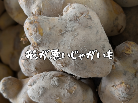 熊本県八代産　訳あり新じゃが　メークイン　10Kg