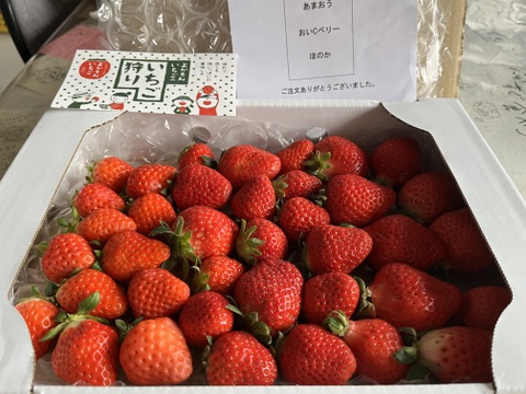 【みんなで食べ比べ】苺3品種以上の朝採り完熟苺（700ｇ）