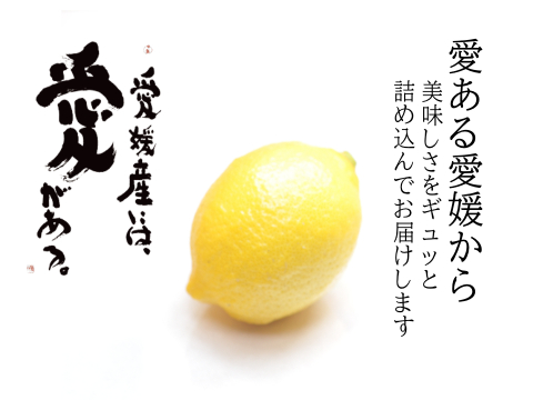 農薬不使用　完熟　瀬戸内レモン愛媛中島産　朝摘み発送！