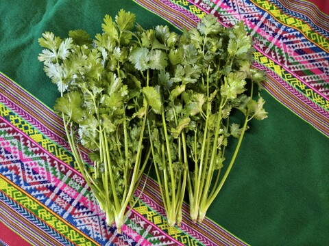 香りが違う！採れたて新鮮パクチー🌿５００ｇ｜エスニック料理に｜パチャママ農園　Fresh Pakuchi (Cilantro / Coriander)
