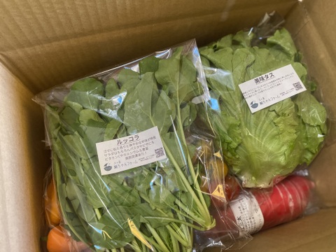 【栽培期間中：農薬不使用】季節の彩り野菜セット　Lサイズ