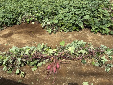 【サツマイモ】★紅はるか Mサイズ★1kg★農薬、化学肥料不使用★自然な甘み！