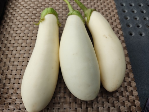 🥒🍆夏の定番コンビ！キュウリ10本＆ナス約600g｜サラダにも炒め物にも｜朝どれ直送｜農薬・化成肥料不使用🥒🍆