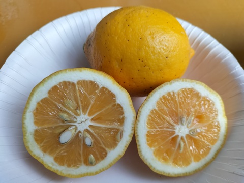広島県産『樹上完熟"マイヤーレモン"』27個入り（2.8kg）