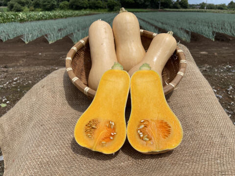 留守農場のまろやかバターナッツ詰め合わせ（３㎏）