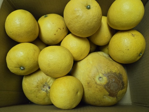 ★訳あり　80サイズ　3.5キロ～　完全自然栽培品　コンボ商品　晩白柚（ザボン） 2玉　文旦 15玉