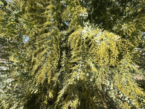 【ふわふわのミモザ10本（つぼみ）】春を感じさせる、ふわふわのミモザ。花瓶に入れてゆっくり楽しんだ後は、丸みのあるハートのポポラスも一緒にリースにして長くお楽しみいただけます。