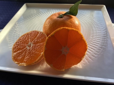 今食べてほしいたべごろに仕上げ　石積み潮風段々畑の石地みかん1.5kg　SMサイズです傷などはありますがミカン好きはぜひ7箱まで送料同じ