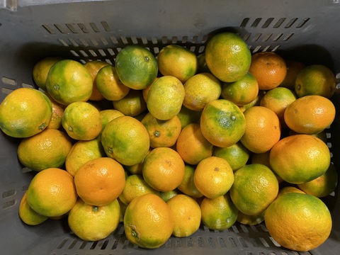 【１１月１８日～２３日収穫】甘酸っぱい！多少のキズはご容赦を【家庭用】早生ミカン”５kg”（サンプル糖度9.6～11.2度）