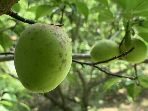 まじりっけなし！自然栽培の青梅『梅郷』3kg 梅シロップ・梅酒に最適！農薬不使用