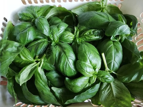 朝摘みバジル 150g