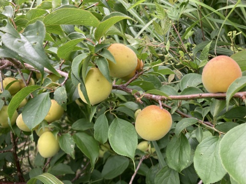 ⭐️収穫開始⭐️フルーティーな香りが強い生梅小梅サイズ2キロ🟡桃みたいな小梅🍑ほぼ木で熟れてます💕今年最高の小梅