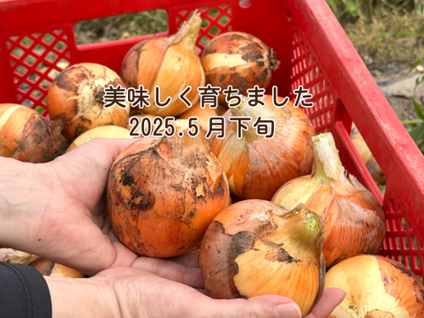 ひょうご安心ブランド認定　兵庫県淡路産　M-Lサイズ 中玉 大玉サイズおまかせ　新玉ねぎ 4.5kg　品種：七宝　炒めると甘味が増す人気の品種です 有機肥料栽培