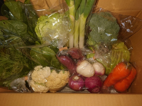 Lサイズ ＊旬野菜セット(約10~11品)【農薬：栽培期間中不使用】