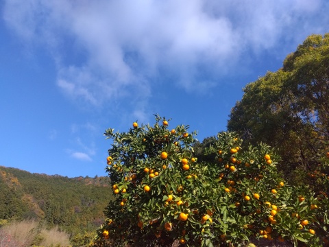 [クール冷蔵便]和歌山県橋本市産　最小限の消毒と除草剤未使用　ご家庭用みかん(約5キロ箱込)4cm大のサイズ多め