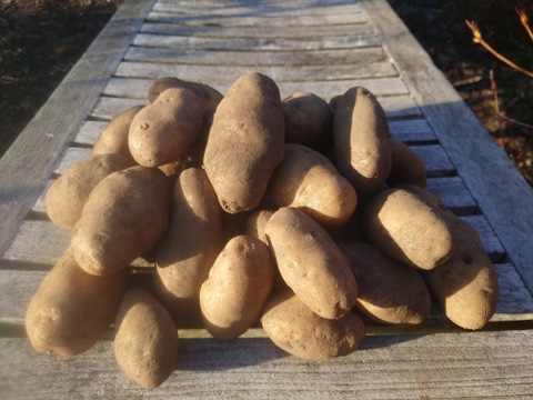 【ちょっと訳有❗】じゃがいも【ホッカイコガネ】大きさ色々　80サイズ　4.7kg　
※商品説明をご一読の上、「常温便」、「クール便」をご指定下さいませ