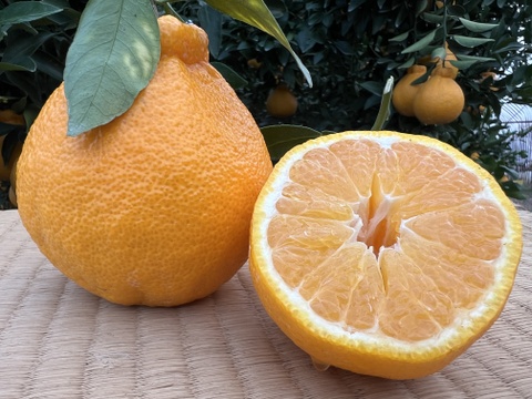 数量限定!【お試しサイズの不知火柑】大人気!熊本名産『不知火 数量限定!【お試しサイズの不知火柑】大人気!熊本名産『不知火