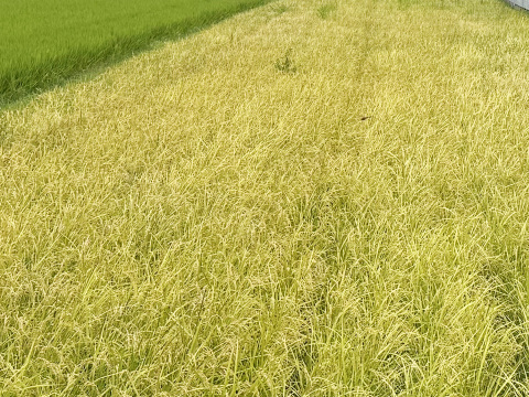 【令和7年】コシヒカリ・白米無洗米（10kg）【栽培期間中　農薬・化学肥料不使用】