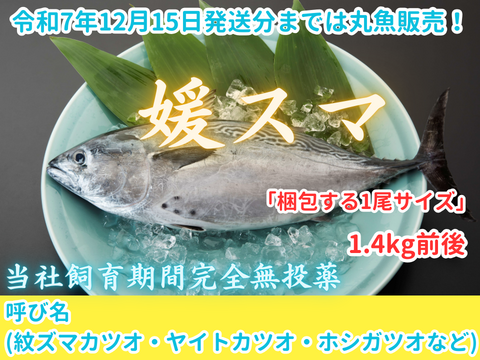 12月14日発送のみ受付“究極の美味”　全身トロの幻の魚、媛スマ！！　2尾入/箱