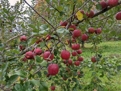 先行予約！「サンふじ食べ飲みづくしセット小玉りんごとりんごジュース詰め合わせセット