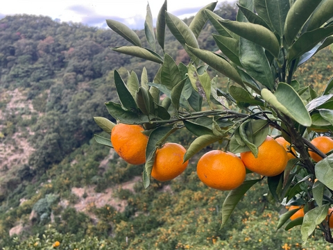 超ジューシー！ゆら早生 有田みかん 3ｋｇ 家庭用