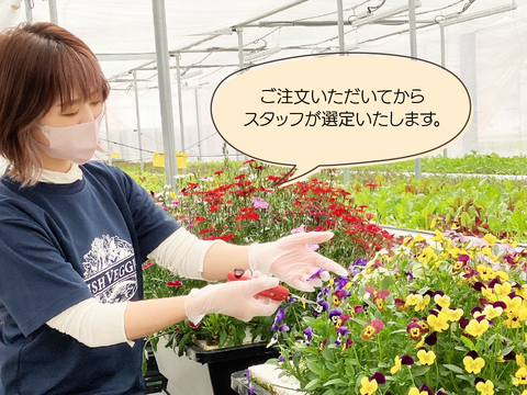 【エディブルフラワー】ビオラ・化学肥料/農薬不使用の安心して食べられるお花　10輪