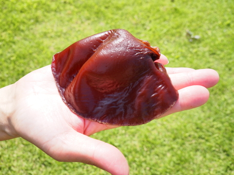 【特価!!】栃木県産生きくらげ（バラ売り）