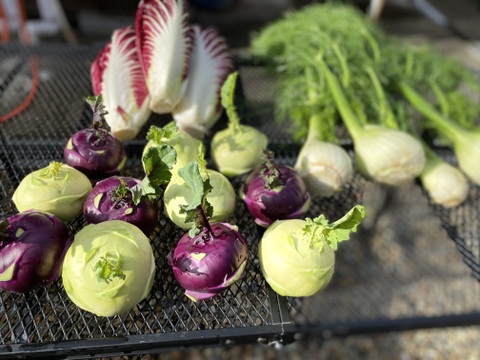 アグリージョがチョイス！イタリア野菜お試しセット（3〜5名用）80サイズ