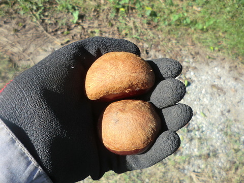 【利平栗 とにかく大きい40g以上の極大粒】希少で人気の　利平栗　農薬不使用 　900g