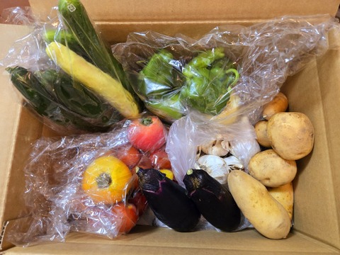 農薬化学肥料不使用】旬の野菜セット(80サイズ6-7品)：愛媛県産