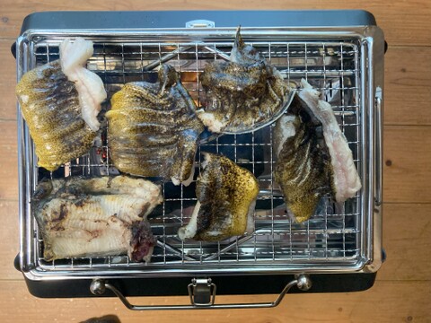 ウツボ2キロ前後