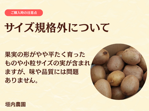 【酸味少なめでちょうど良い甘さ！】冷蔵貯蔵の貯蔵キウイ 除草剤不使用で40年木から収穫した扁平ヘイワードキウイ（4kg・冷蔵便）
