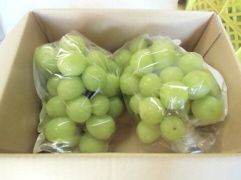 今だけ・完熟シャインマスカット2房（1ｋｇ）