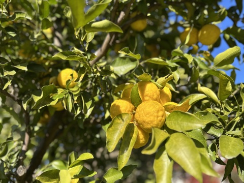 【新発売】自然栽培の完熟柚子胡椒