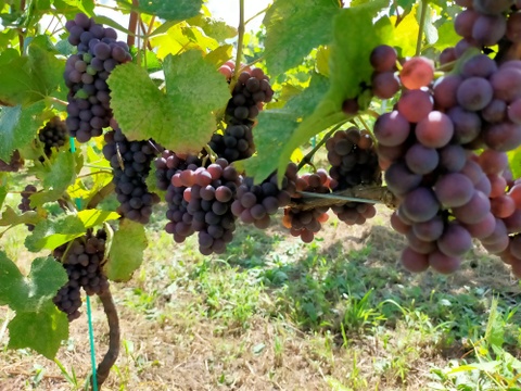 Passerelle Blanc（パスレル ブラン） 2024